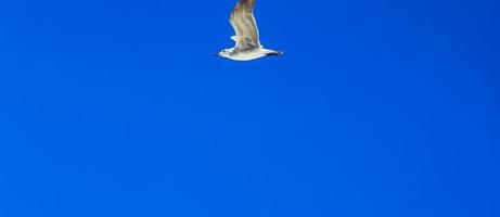 Seagull bird flock fly blue sky background on Holbox Mexico. photo