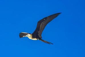 Fregat birds flock fly blue sky background on Holbox Mexico. photo