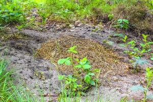 Ant hill with a lot of ants natural forest Germany. photo