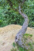 Natural panorama view with pathway green plants trees forest Germany. photo