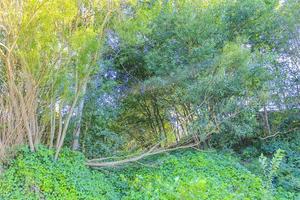 Natural panorama view with pathway green plants trees forest Germany. photo