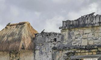 Iguana on rock Tulum ruins Mayan site temple pyramids Mexico. photo