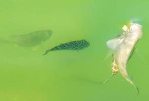 Tropical fish swimming in green turquoise blue water Holbox Mexico. photo