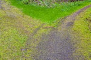 Natural panorama view with pathway green plants trees forest Germany. photo