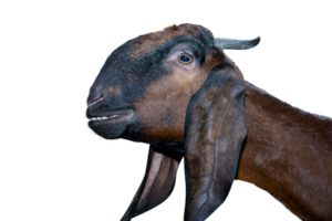 Goat Isolated On White with Clipping Path png