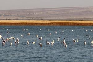 White flamingos on a lake with fresh water photo