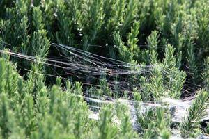 Spider webs - cobwebs on branches and leaves of trees in a city park. photo