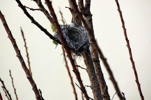 Bird's nest on a tree in the park. photo