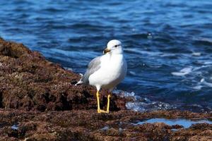 Seagulls on the Mediterranean coast in Israel photo