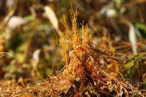 Dodder is a genus of parasitic plants in the bindweed family. photo