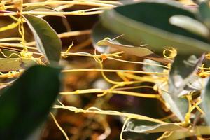 Dodder is a genus of parasitic plants in the bindweed family. photo