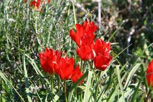 Red tulips in a city park in northern Israel. photo