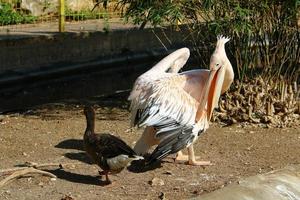 el pelícano blanco vive en un zoológico en israel. foto