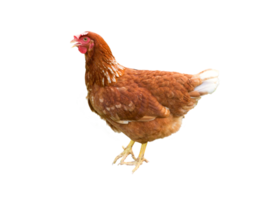 gallina marrone isolata su uno sfondo bianco png