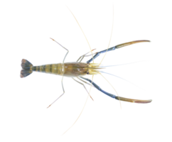 Fresh prawns, river prawns that live in freshwater, natural tropics, river prawns that live in freshwater, natural tropics Top view. png