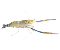 camarões frescos, camarões de rio que vivem em água doce, trópicos naturais, camarões de rio que vivem em água doce, vista superior dos trópicos naturais. png