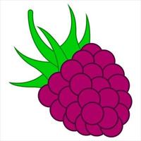 Wild raspberry fruit icon. Flat graphic design. Symbol on white background. vector