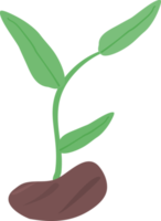 ästhetische pflanze blume zimmerpflanze für dekorativ png