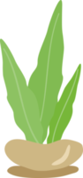 Aesthetic plant flower for decorative png