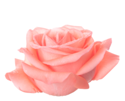 rose rose isolé sur fond blanc avec un tracé de détourage png