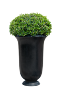 Park flowerpot with evergreen plant isolated on white with clipping path png