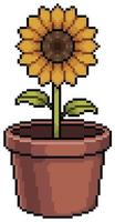 Pixel art sunflower flower in vase vector icon for 8bit game on white background