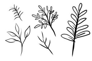 Branches nature elements collection vector