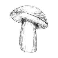 vector illustration, graphic drawing in vintage style. forest mushroom. isolated on white background mushroom drawing by a liner with hatches.