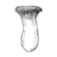 vector illustration, graphic drawing in vintage style. forest mushroom. isolated on white background mushroom drawing by a liner with hatches.