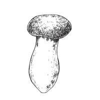 vector illustration, graphic drawing in vintage style. forest mushroom. isolated on white background mushroom drawing by a liner with hatches.