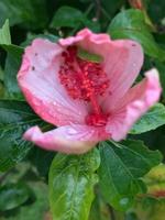 pink hibiscus flower photo