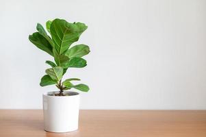 Fiddle-Leaf Fig Tree in white pot on wooden table photo