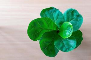 Fiddle-Leaf Fig Tree on wooden table flat lay photo