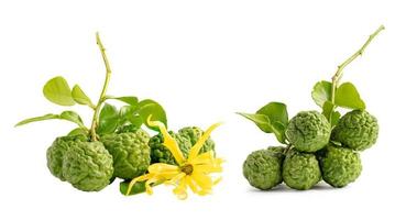 Fresh bergamot fruit or kaffir lime for cook and hair health on white background. photo