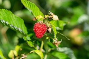 Forest red raspberry close-up photo