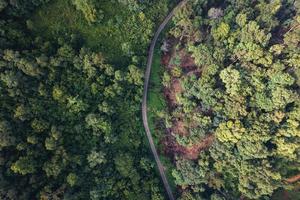 Aerial view of green summer tree and forest with a road photo