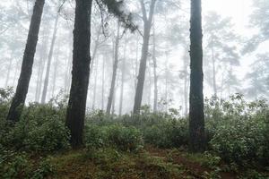 in the forest and green trees photo