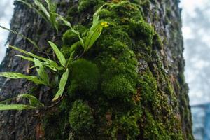 in the forest and green trees photo