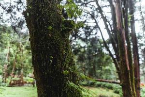 forest and green trees after the rain photo