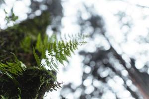 forest and green trees after the rain photo