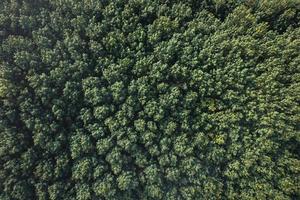 vista aérea del árbol de verano verde y el bosque con una carretera foto