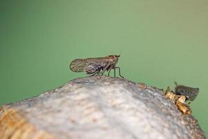 Adult Planthopper Insect photo