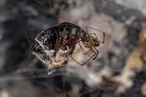 Male Brown Widow photo