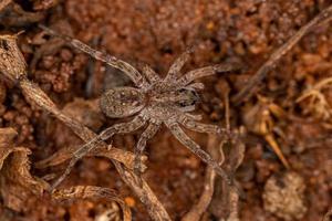 pequeña araña lobo foto