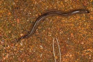 pequeña planaria terrestre foto