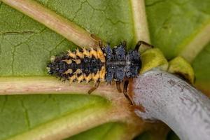 larva de escarabajo asiático foto