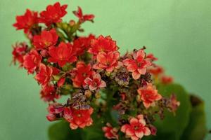 Flaming Katy Red Flower photo