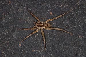 Small Wolf Spider photo