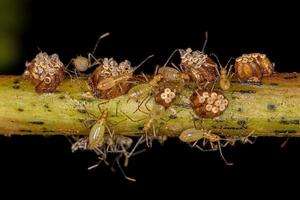 Assassin Bug Nymphs photo