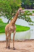 Giraffe is standing on the ground photo